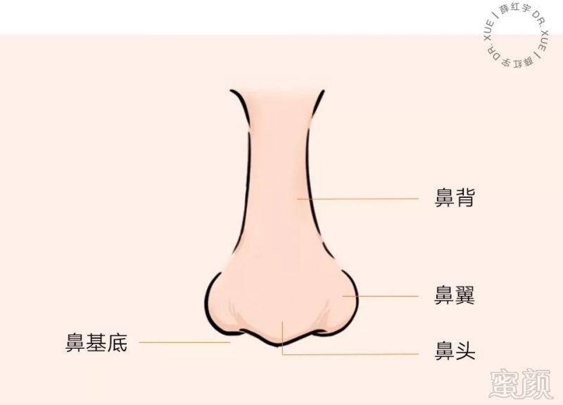 龙鼻:鼻子怎么看是龙鼻面相龙鼻