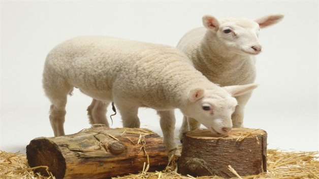 羊和鼠的属相不适合做夫妻吗？