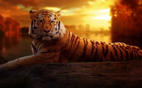 属虎的取名什么字好，虎是最具冒险精神的属相