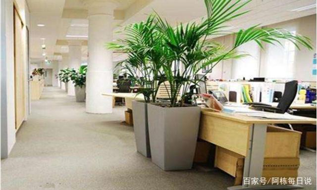 办公室摆放植物的方法和奥秘，你知道吗？